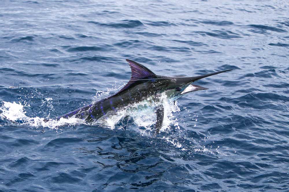 marlin-sportfishing-costa-rica